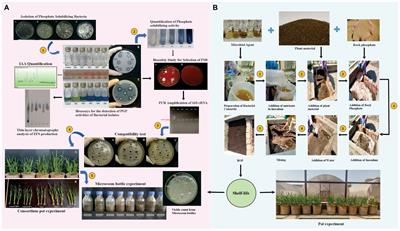 Development of bacteria-based bioorganic phosphate fertilizer enriched with rock phosphate for sustainable wheat production